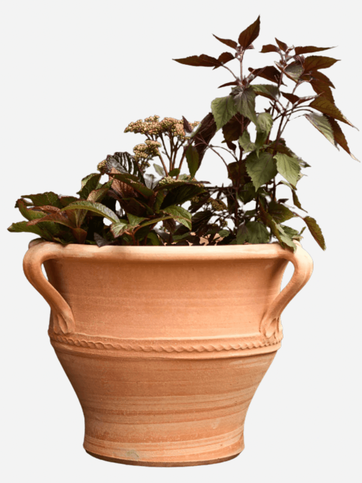 Image may contain: Plant, Potted Plant, Cookware, Pot, Pottery, Jar, Vase, Planter, and Flower